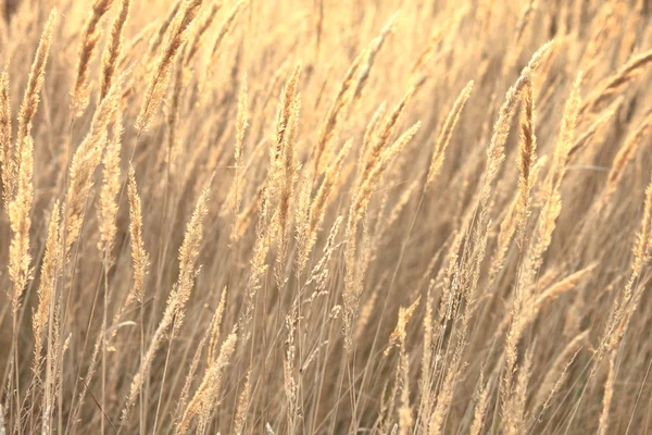 Turzyca trawa jesień tło — Zdjęcie stockowe