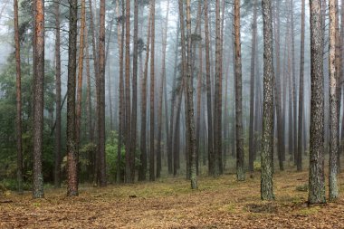 Sonbaharda çam ormanı