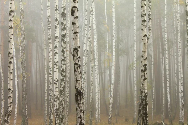 Mist in berk bos — Stockfoto