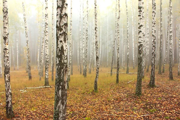Niebla en bosque de abedul —  Fotos de Stock