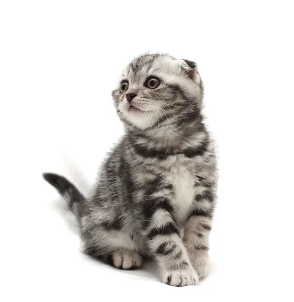 Pequeño gris lop-eared gatito aislado en blanco fondo — Foto de Stock