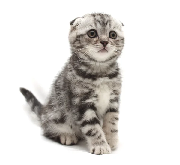 Pequeño gris lop-eared gatito aislado en blanco fondo — Foto de Stock