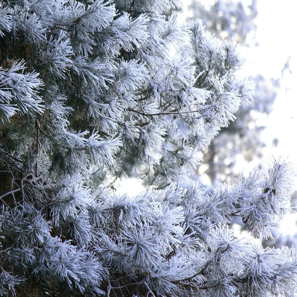 Cabang pinus ditutupi dengan hoarfrost — Stok Foto