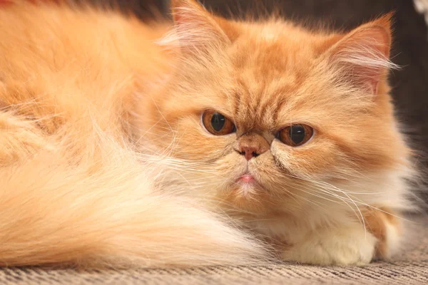El retrato de gato persa rojo de cerca — Foto de Stock