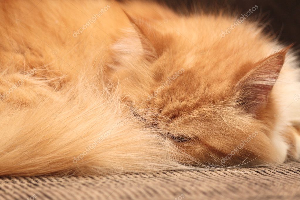 depositphotos_60260799-stock-photo-ginger-cat-sleeping-on-the.jpg