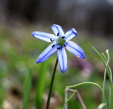 Doğal arka aydınlatmalı planda mavi bahar çiçek yakın çekim