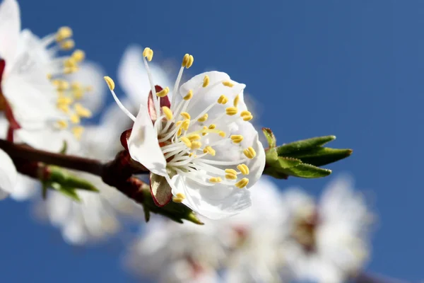 Spring border background with white blossom closeup — Stock Photo, Image