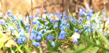 Bitki örtüsü halı ormandaki mavi kardelen