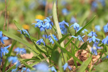 Bitki örtüsü halı ormandaki mavi kardelen
