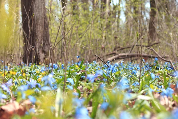 Bitki örtüsü halı ormandaki mavi kardelen — Stok fotoğraf