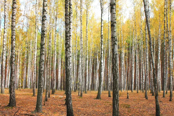 Podzimní stromy se žlutavými listy — Stock fotografie
