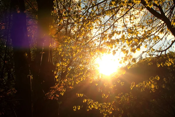 Pôr do sol atrás da árvore na floresta — Fotografia de Stock