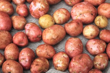 desen doku ve arka plan için genç taze patates