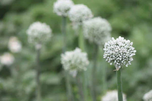 Close view of onion flower stalks — Stock Photo, Image