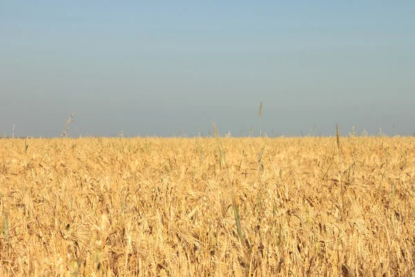 Fotos campo de trigo y el cielo en la forma y el color de la bandera de Ucrania — Foto de Stock