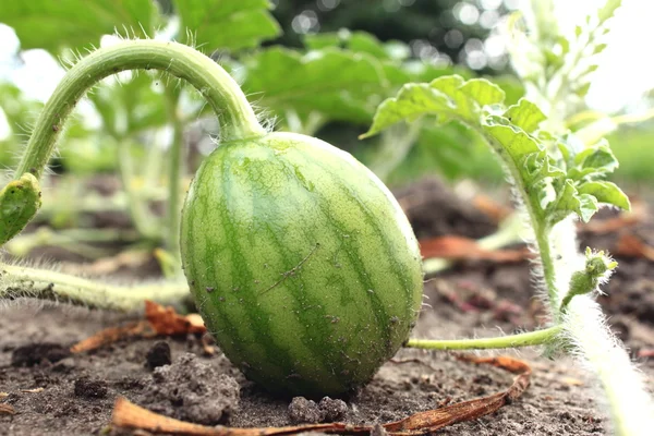 Jonge kleine watermeloen in de tuin in fijne helder weer close-up — Stockfoto