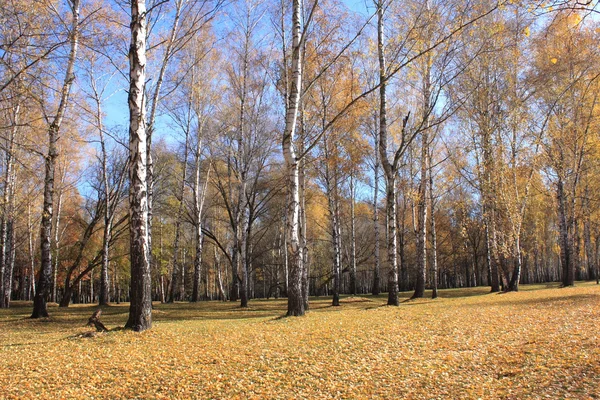 Прекрасный осенний лес. Осенняя сцена. Березовая роща . — стоковое фото