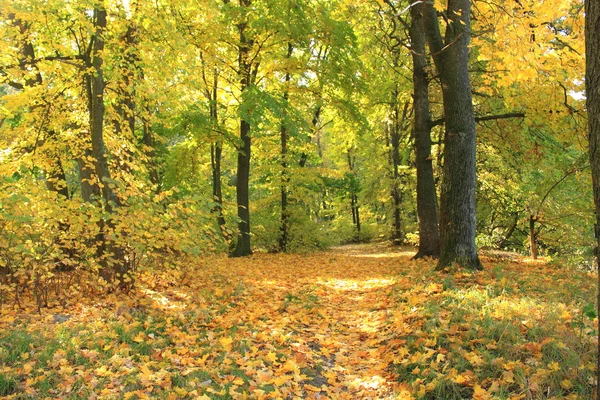 Hermoso bosque de otoño. Escena de otoño. Hermoso parque otoñal. Madera verde . — Foto de Stock