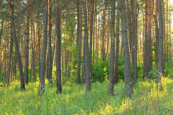 Ochtendzon licht in dennenbos. — Stockfoto