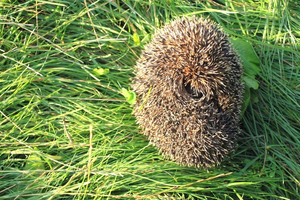 Recroquevillé hérisson dans l'herbe verte — Photo