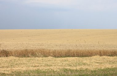 Altın buğday tarlası ve mavi gökyüzü