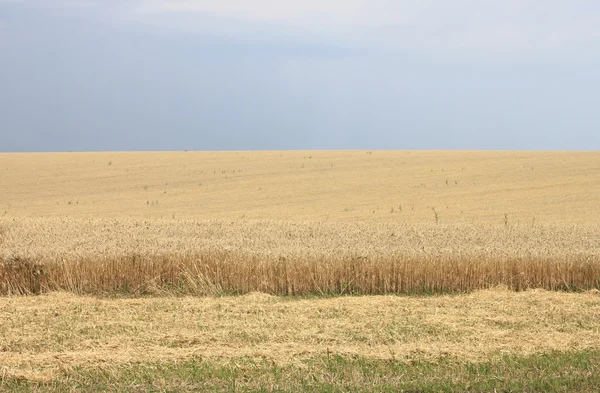 Campo de trigo dourado e céu azul — Fotografia de Stock