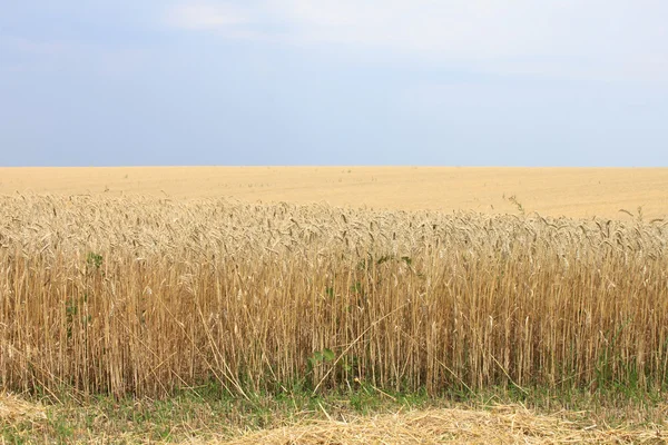 Guldvete fält och blå himmel — Stockfoto