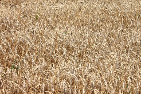 Campo de trigo pronto a ser colhido — Fotografia de Stock