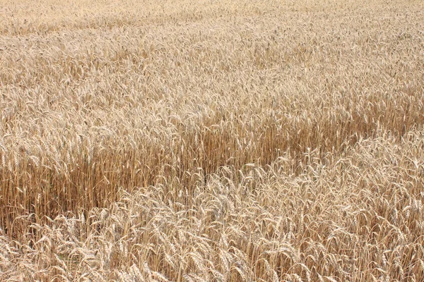 Campo de trigo pronto a ser colhido — Fotografia de Stock