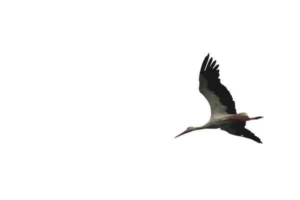 Beautiful flying stork isolated on white background close-up — Stock Photo, Image