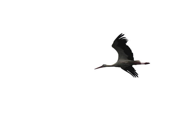 Schöner fliegender Storch isoliert auf weißem Hintergrund Nahaufnahme — Stockfoto