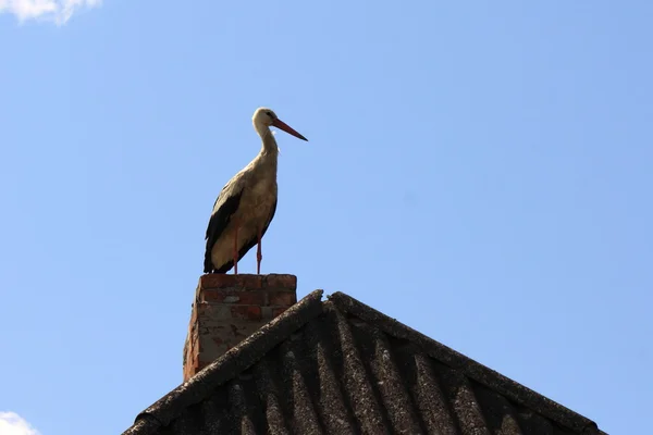 Hermosa cigüeña blanca en el techo con chimenea de ladrillo — Foto de Stock