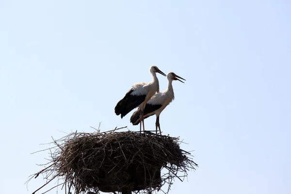 Two beautiful storks in nest on a background of blue sky — Stock Photo, Image