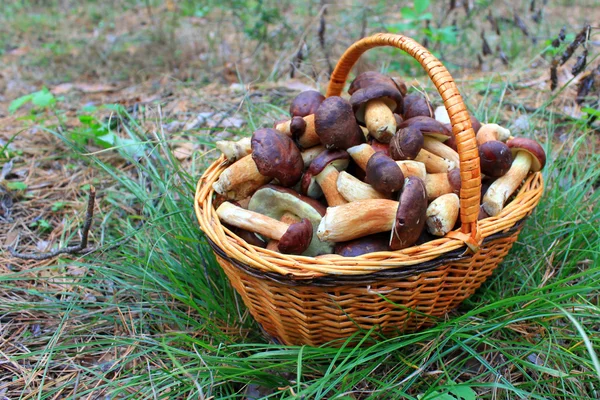 Beautiful oms in a basket — Stock Photo, Image