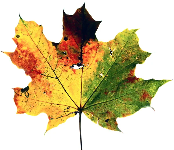 Closeup της χρώμα φθινόπωρο Πλατανόφυλλο απομονωθεί σε λευκό — Φωτογραφία Αρχείου