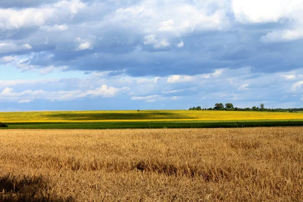 Prachtige landschap, dorp tarweveld bij zonsondergang — Stockfoto