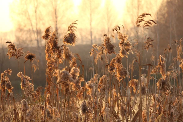 Природний фон з тростиною на заході сонця — стокове фото