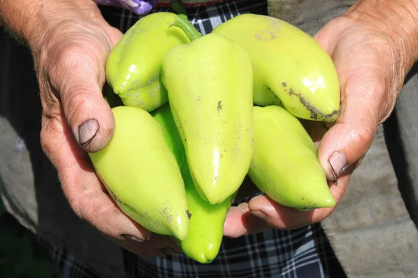 Bell pepper in the hands of an elderly farmer — Stock Photo, Image