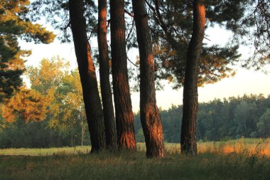 sonbahar Orman ağaçları