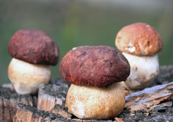 Fresh mushrooms in the autumn on a natural background — Stock Photo, Image