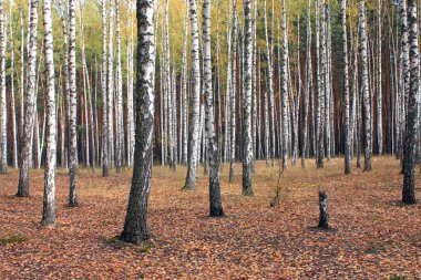 Sarı yaprakları ile sonbahar ormandaki huş ağaçları