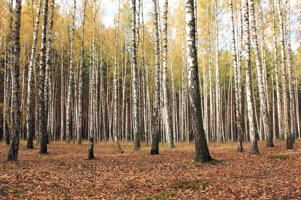 Betulle nella foresta autunnale con foglie gialle — Foto Stock