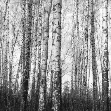 Beautiful purple background with leather texture with purple veins of purple leather background as sample of purple background from natural leather or texture of leather for beautiful background