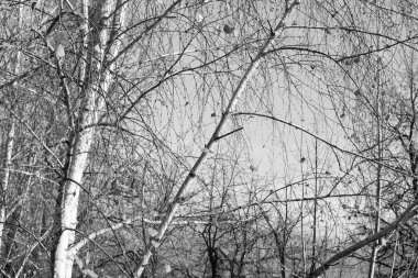 Beyaz Ağaç huş Grove diğer ağaç arasında huş ağacı kabuğu ile birlikte siyah-beyaz fotoğraf