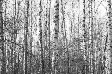 Beyaz Ağaç huş Grove diğer ağaç arasında huş ağacı kabuğu ile birlikte siyah-beyaz fotoğraf