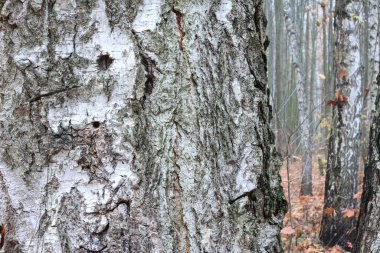 Huş ağacının diğer huş ağaçları arasında Ekim ayında sarı huş ağacında huş ağaçları ile güzel bir manzara
