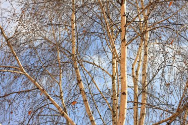 Huş ağacının diğer huş ağaçları arasında Ekim ayında sarı huş ağacında huş ağaçları ile güzel bir manzara