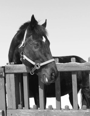 2026 yılını sembolize eden safkan atın Retro tarzı siyah beyaz fotoğrafı.