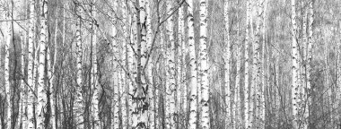 Beyaz Ağaç huş Grove diğer ağaç arasında huş ağacı kabuğu ile birlikte siyah-beyaz fotoğraf