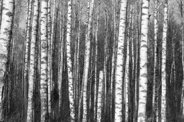 Beyaz Ağaç huş Grove diğer ağaç arasında huş ağacı kabuğu ile birlikte siyah-beyaz fotoğraf